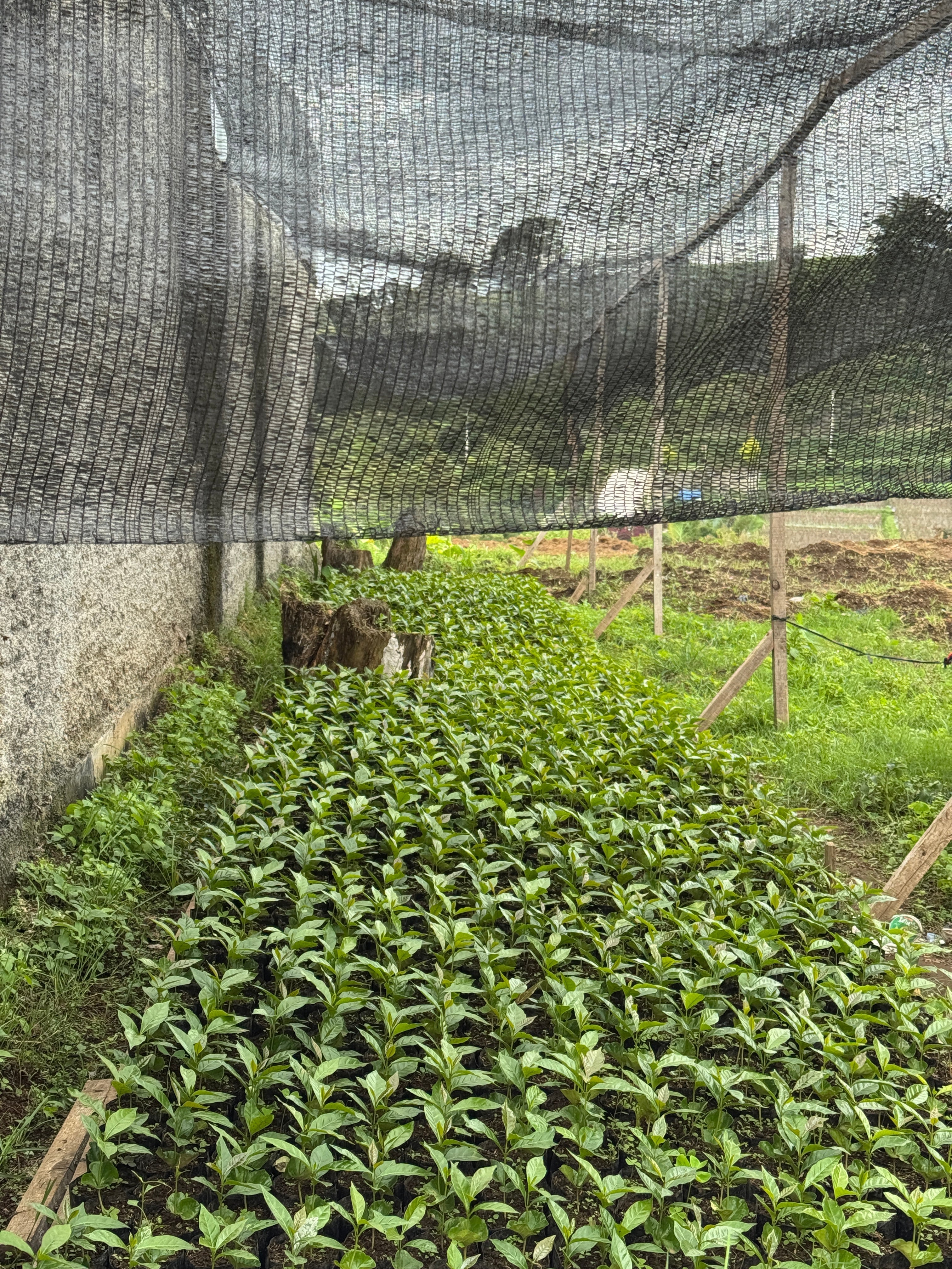 Muse Coffee Roaster's Commitment to Sustainability and Direct Trade