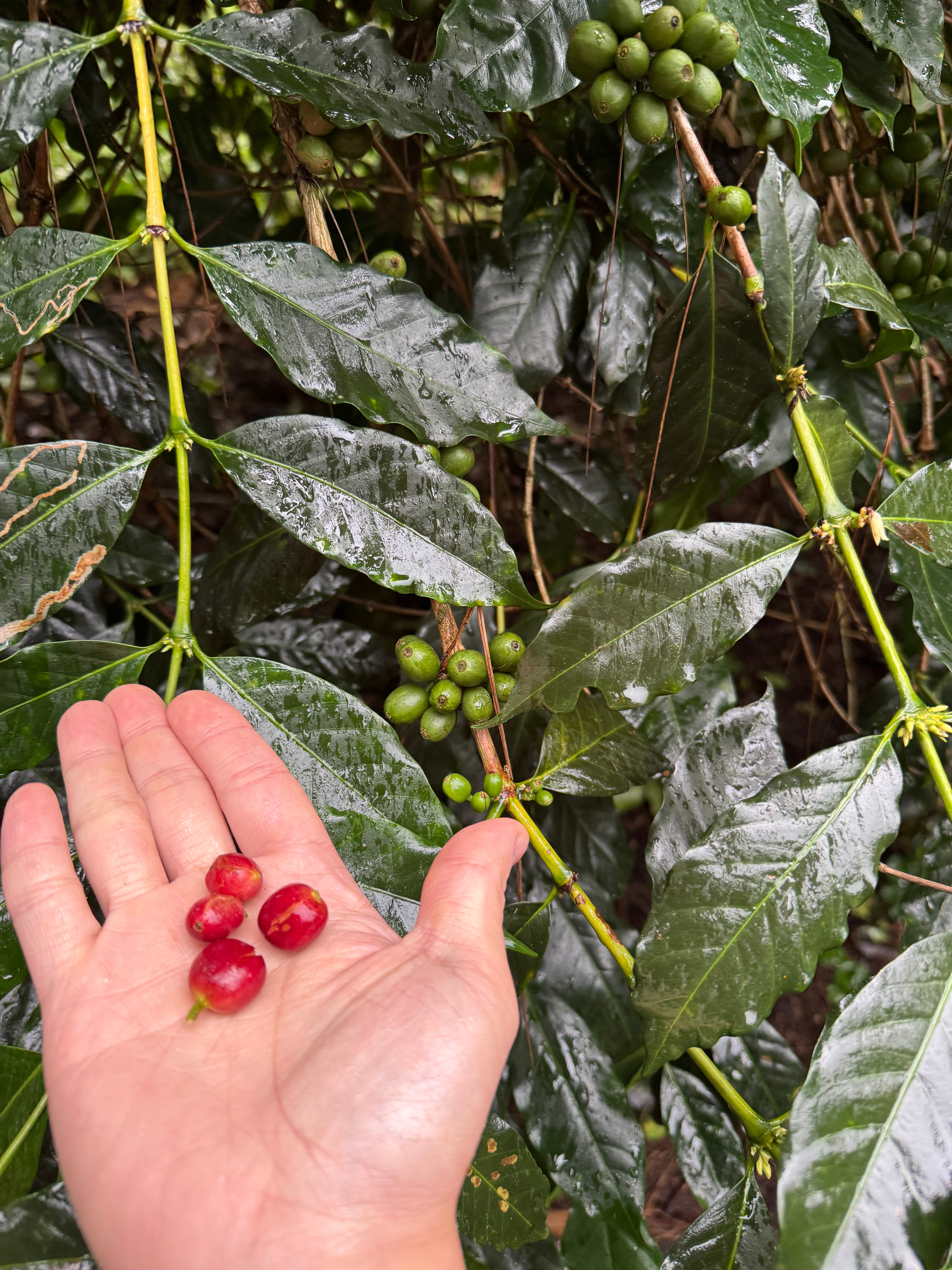 #手沖咖啡豆, #咖啡豆, #香港咖啡豆, #咖啡粉囊, #掛耳包, #咖啡掛耳包, #咖啡生豆, #咖啡豆批發, #香港咖啡豆批發, #香港咖啡豆品牌, #咖啡豆品牌, #咖啡批發, #香港咖啡批發, #濾掛咖啡, #意式拼配, #淺焙咖啡, #中焙咖啡, #深焙咖啡, #單品咖啡, #公平貿易咖啡, #可持續咖啡, #香港烘焙咖啡, #精品咖啡, #咖啡訂閱, #咖啡訂閱服務, #咖啡禮盒, #咖啡禮物, #咖啡零售, #精品咖啡豆, #咖啡風味水果調, #堅果風味咖啡, #巧克力風味咖啡, #花香咖啡, #自然處理咖啡豆, #蜜處理咖啡, #水洗處理咖啡, #日曬處理咖啡, #香港咖啡品牌, #香港咖啡豆品牌, #本地烘焙, #咖啡豆直送, #環保咖啡包, #濃縮咖啡豆, #公平工資咖啡, #咖啡可追溯來源, #客製化咖啡豆, #客製化咖啡拼配, #客製化咖啡豆拼配, #哥倫比亞咖啡豆, #埃塞俄比亞咖啡豆, #巴西咖啡豆, #肯亞咖啡豆, #印尼咖啡豆, #多國生產地咖啡豆, #手沖豆, #手沖咖啡豆, #handbrewedcoffeebeans, #coffeebeans,